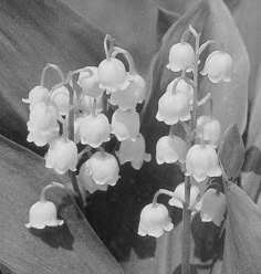 black and white photograph of lily of the valley