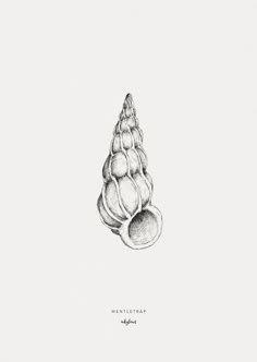 a pencil drawing of some kind of shell