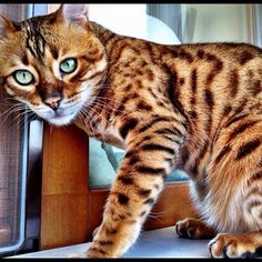 a cat standing on top of a window sill