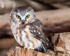 an owl sitting on top of a wooden post with yellow eyes and brown feathers,