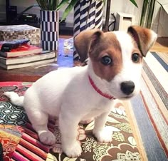 a small brown and white dog standing on top of a rug