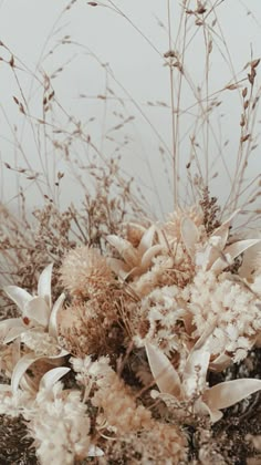 dried flowers and grasses in the snow