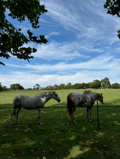 two horses are standing in the grass