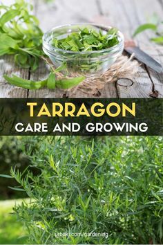 some green herbs are in a glass bowl on top of a wooden table with the words tarragn care and growing