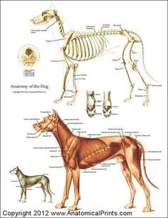 an image of the anatomy of a dog and its skeleton, with description text below