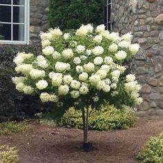 a tree with white flowers in front of a stone building and bushes around the corner