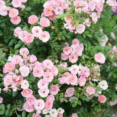 pink flowers are blooming in the garden