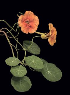 an orange flower with green leaves on a black background