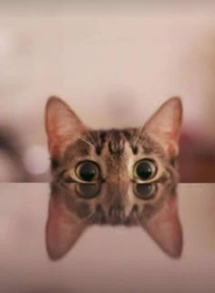 a cat's face is reflected in the mirror with its eyes looking straight ahead