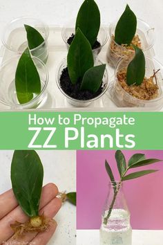 how to propagate zzz plants in containers