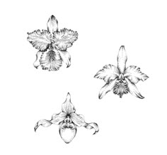 three flowers are shown in black and white