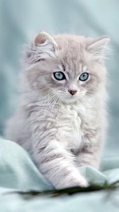 a small kitten with blue eyes sitting on a bed