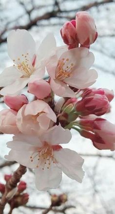 pink flowers are blooming on a tree branch