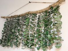 some green plants hanging on a wall