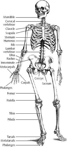 the skeletal skeleton and its major bones are labeled in this diagram, with labels on each side