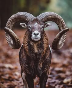 a ram with large horns standing in the middle of a leaf covered forest, looking at the camera