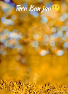 a yellow grass field with the words terra ban jau on it