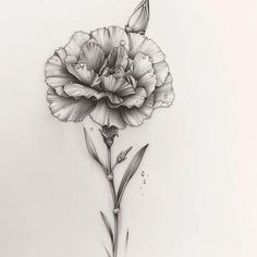 Carnation Detailed Tattoo Designs Carnation Flower Tattoo Shaded, Carnations Tattoo Design, Black And Grey Carnation Tattoo, Carnation Hip Tattoo, Crsanthmum Flower Tattoo, Carnation Tattoo Design, Carnation Flower Tattoo Design, Carnation Tattoos, Carnation Illustration