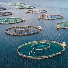 many fish cages floating in the water