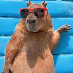 a capybara wearing red sunglasses standing on its hind legs with his hands in the air