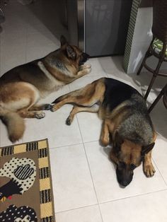 two dogs laying on the floor next to each other