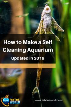 a fish in an aquarium with the words how to make a self cleaning aquarium updated in 2019