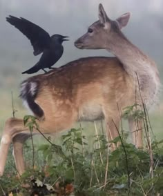 two black birds are perched on the back of a deer