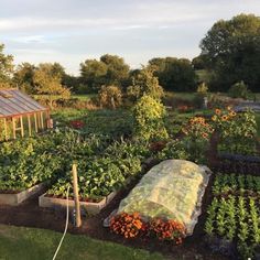 a garden filled with lots of different types of plants