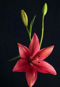 a red flower is in a vase on a black background