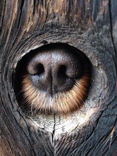 a dog's nose poking out from inside a wooden structure