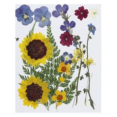 an assortment of wildflowers on a white background