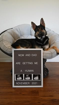 a dog is sitting in a chair with a sign on it that says mom and dad are getting me a human november 2012