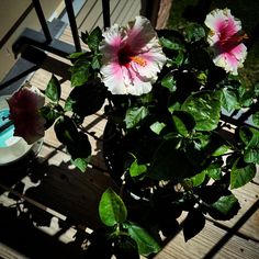 some pink and white flowers on a wooden deck