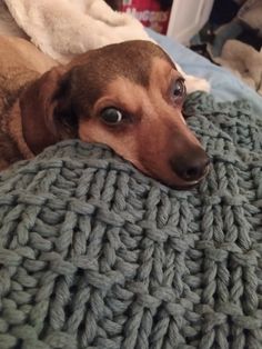 a brown dog laying on top of a blanket