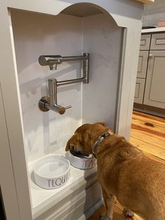 a brown dog eating out of a bowl on top of a kitchen counter next to a wall mounted faucet