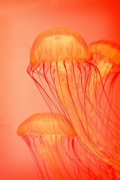 some jellyfish are swimming in the water together and looking like they're floating