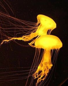 two yellow jellyfish swimming in the water