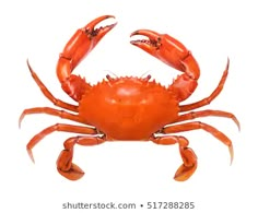 a close up of a crab on a white background