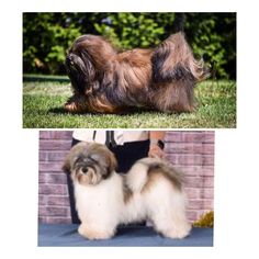 two different pictures of small dogs on the grass