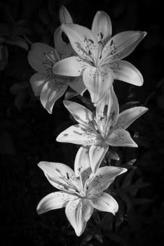 black and white photograph of lilies in the night time with light shining on them