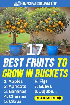 the best fruits to grow in buckets