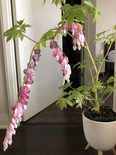 a potted plant with pink and white flowers in it next to a door way