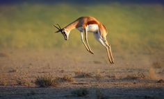 an antelope jumping in the air with it's front legs spread out