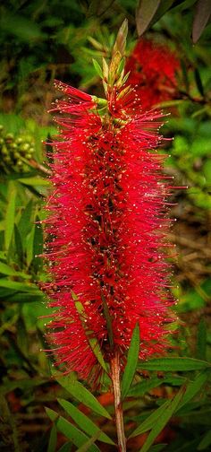 a red flower with green leaves in the background