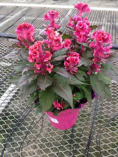 a potted plant with pink flowers sitting on top of a metal table next to a wire fence