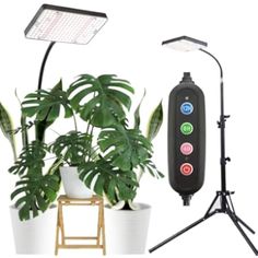 a potted plant next to a camera light and tripod with the lights on