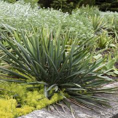 some plants that are growing out of the ground