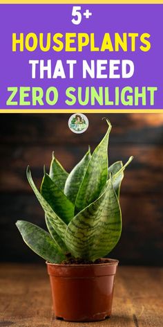 a potted plant with the words, 5 houseplants that need zero sunlight