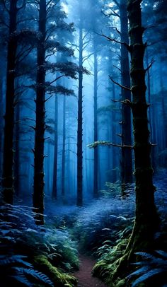 a path in the middle of a forest with tall trees