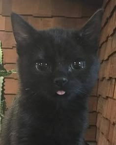 a small black cat with its tongue out